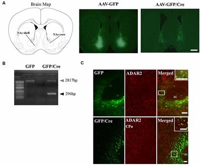 Ethanol Preference and Drinking Behavior Are Controlled by RNA Editing in the Nucleus Accumbens